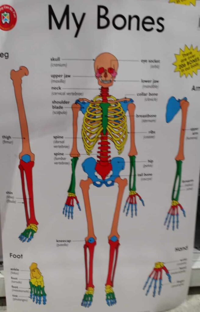 A colorful portrayal of the human body inspires anatomy and physiology study in your homeschool room. 
