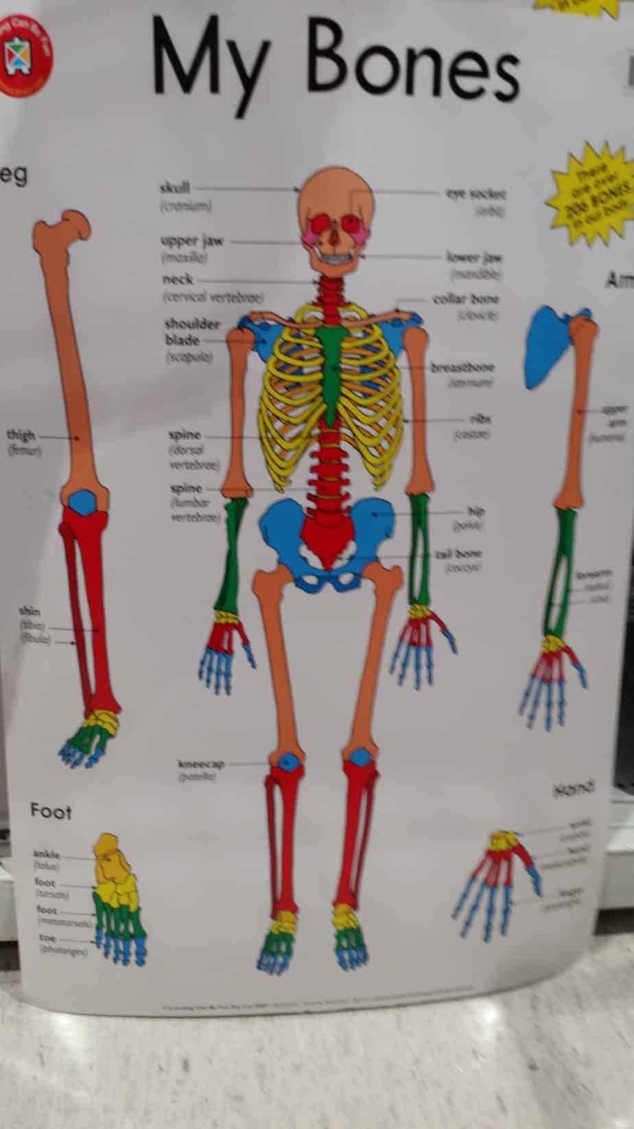 A colorful portrayal of the human body inspires anatomy and physiology study in your homeschool room. 