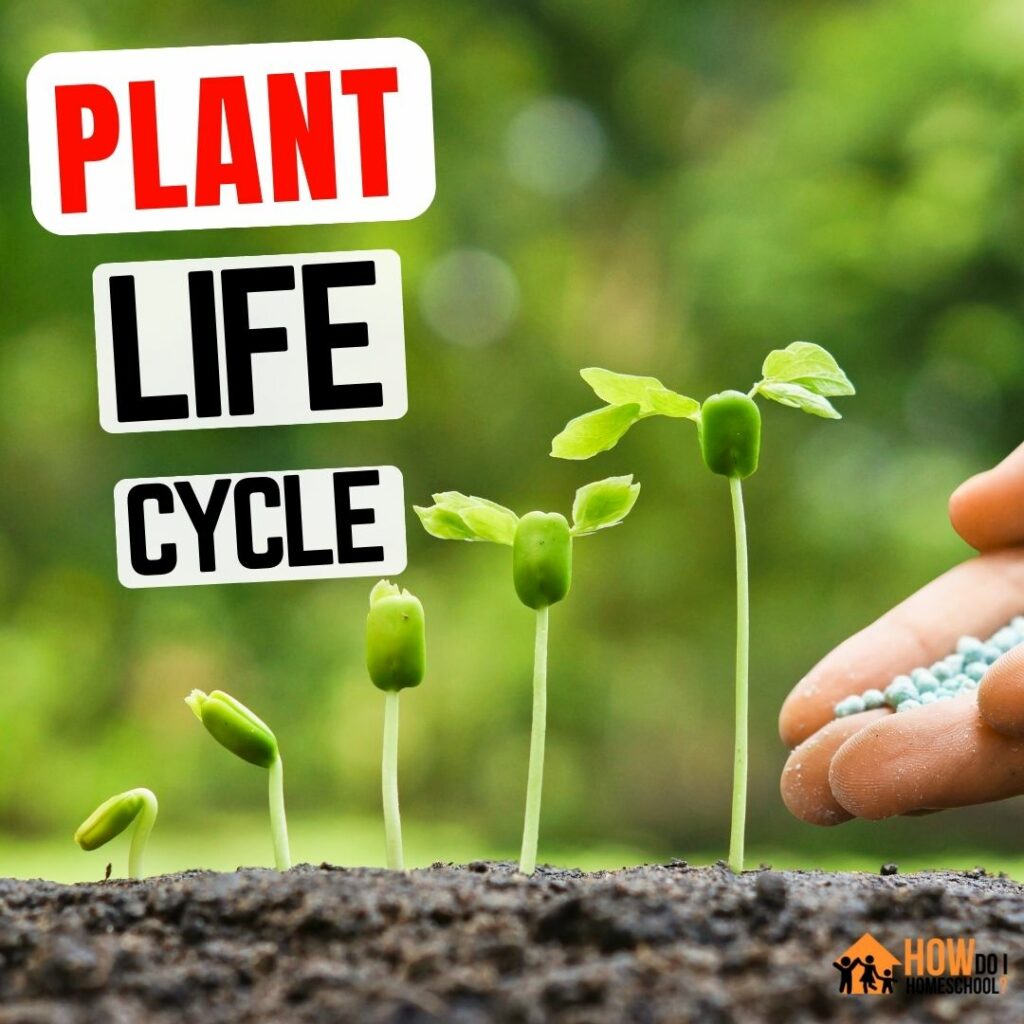 Plant Life Cycle for Kids Fun Teaching Ideas & Hands-On Experiments (Instagram Post (Square))