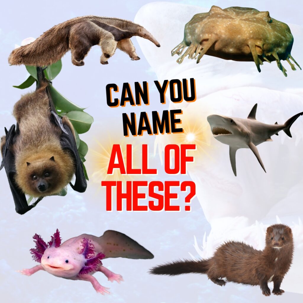 Can you name all of these? Learn about different animal curriculum for homeschoolers in this post. 