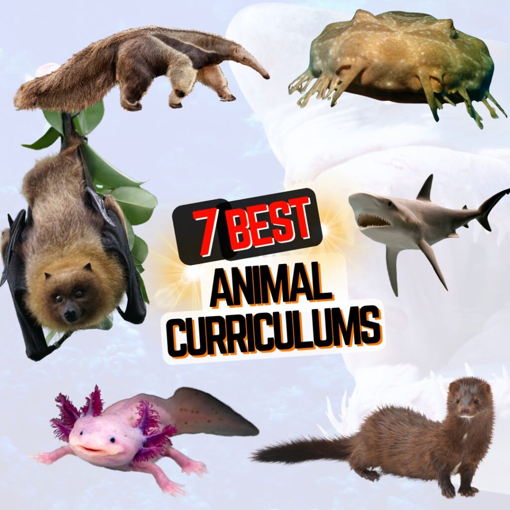 Can you tell a great white from a wobbegong? What about a salamander from a lizard. How about a mink from a weasel? Learn about some of the best animal curriculum options here. 